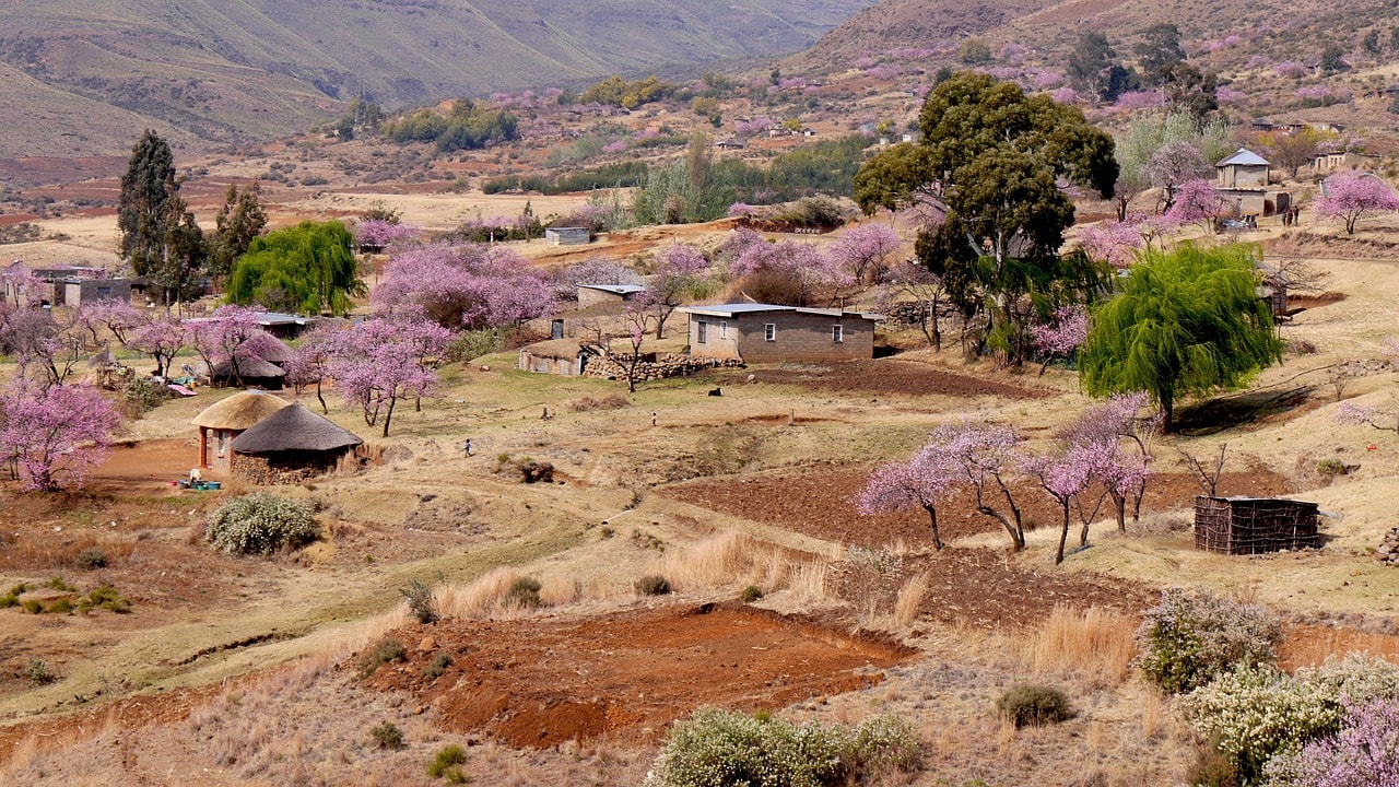 Un vol Lesotho pas cher avec Algofly illustré par un paysage de vallée de terre orange et d'arbres rose.