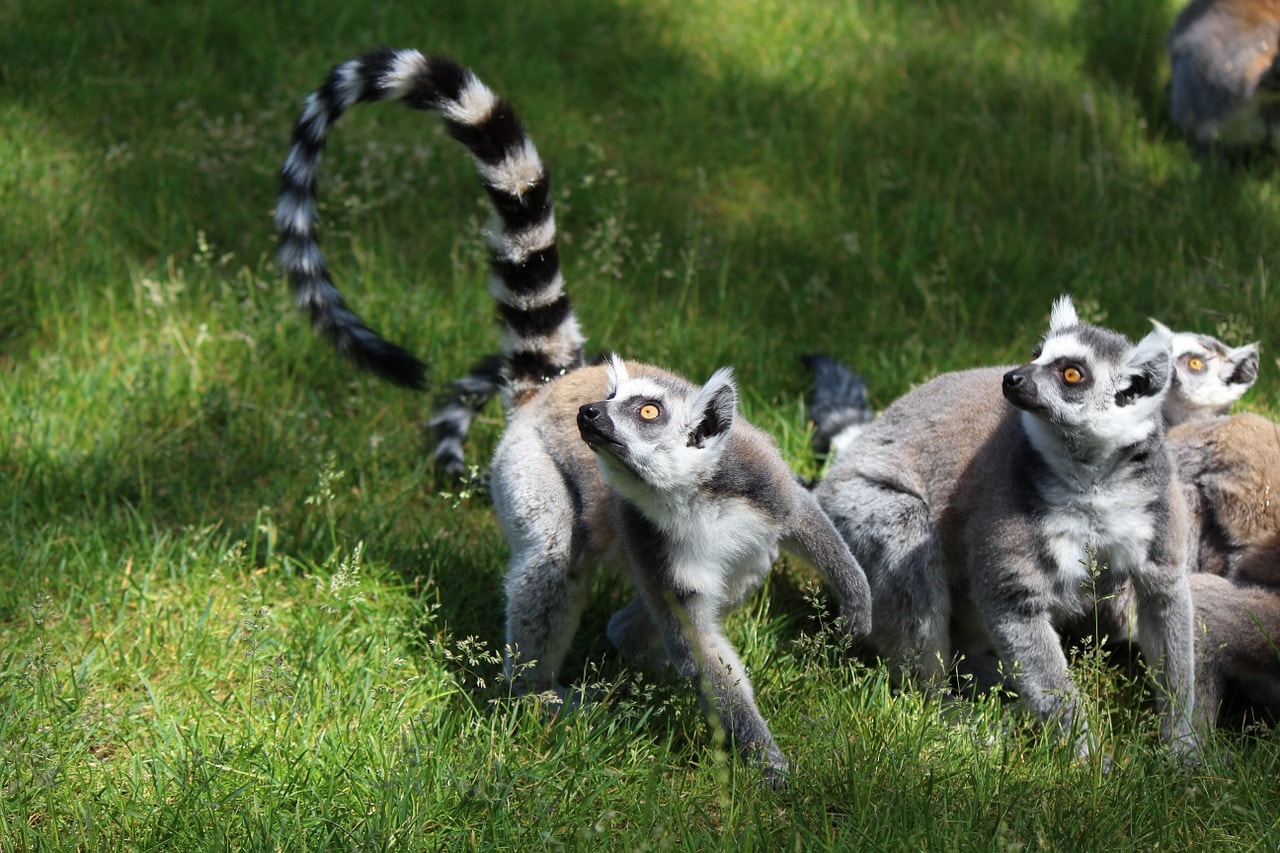 Un vol Madagascar pas cher avec Algofly illustré par une famille de lémuriens, animaux emblématiques de l'île.