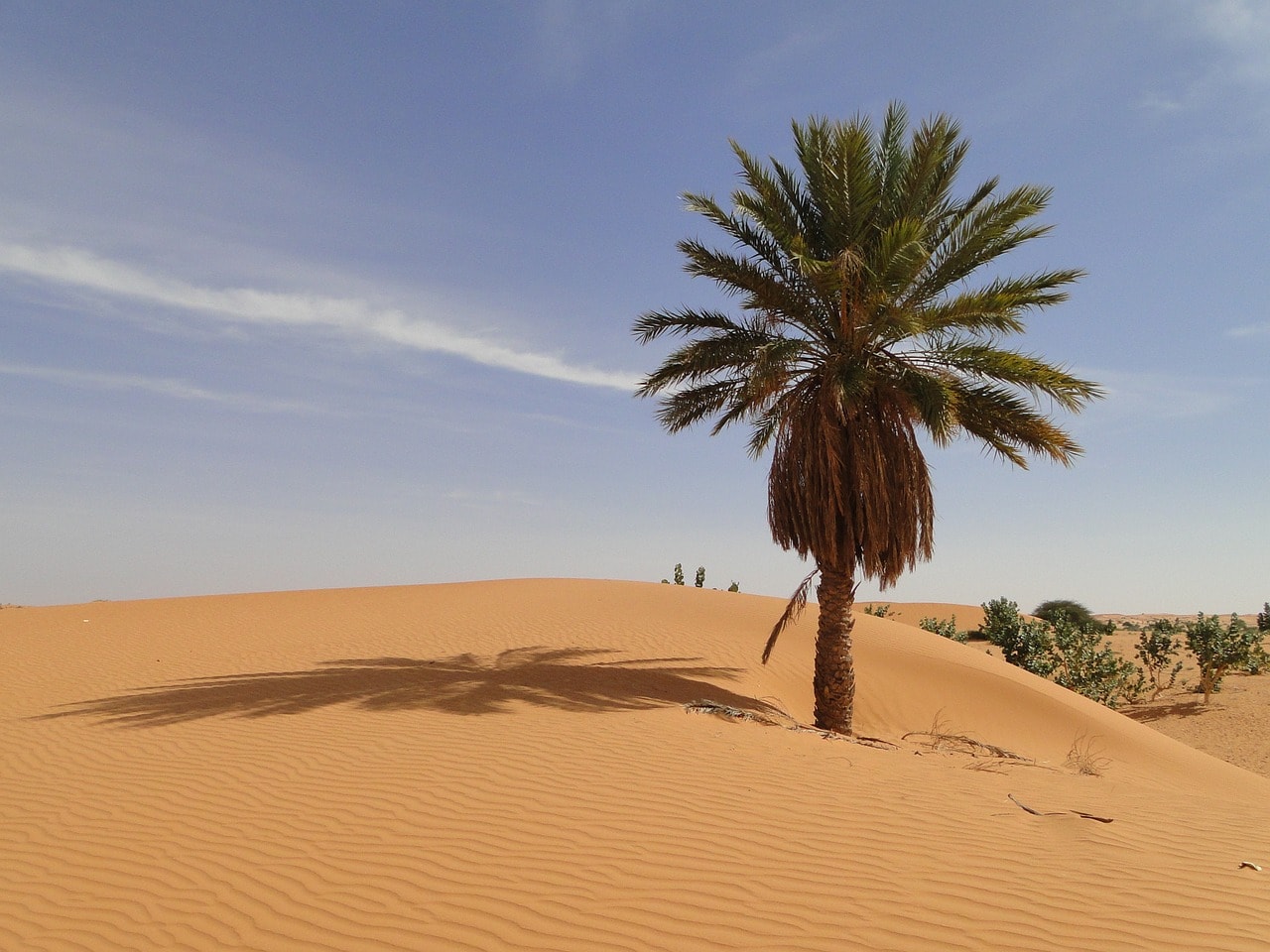 Un vol Mauritanie pas cher avec Algofly illustré par une dune de sable orange où culmine un palmier.
