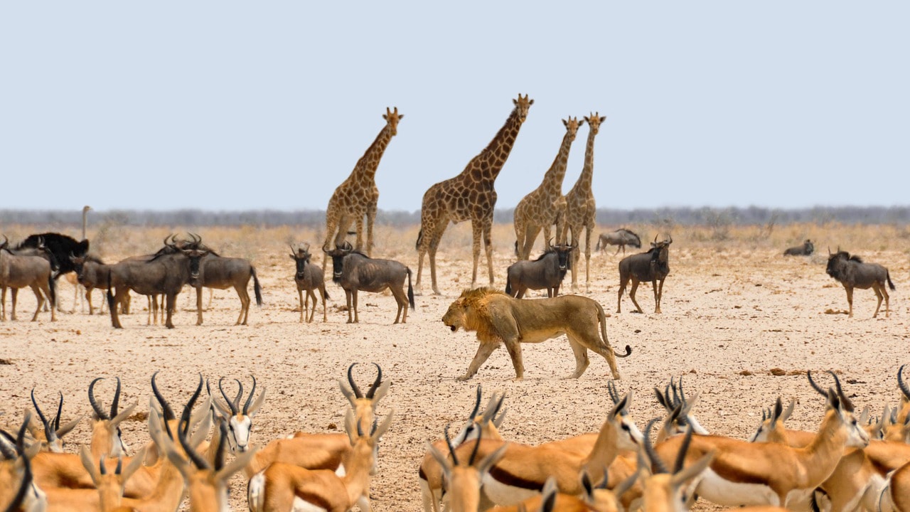 Un vol Namibie pas cher avec Algofly illustré par des animaux de la savane, girafes, lions, gazelles et buffles.