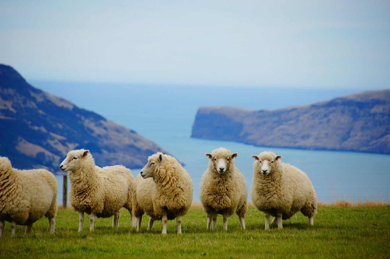Un vol Nouvelle Zélande pas cher avec Algofly illustré par cinq moutons au bord d'un falaise.