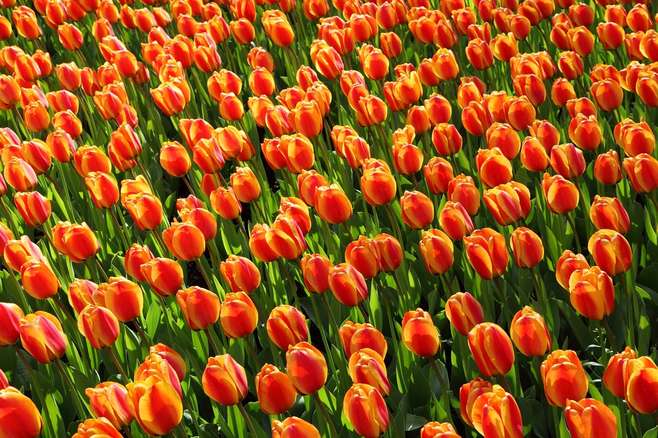 Un vol Pays-Bas pas cher avec Algofly illustré par un champs de tulipes orange et jaune.