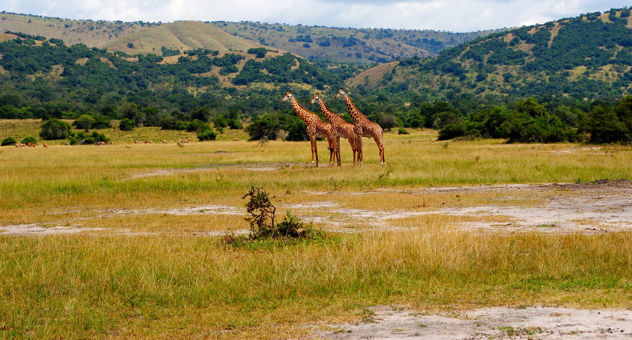 Un vol Rwanda pas cher avec Algofly illustré par trois girafes posant dans la savane.