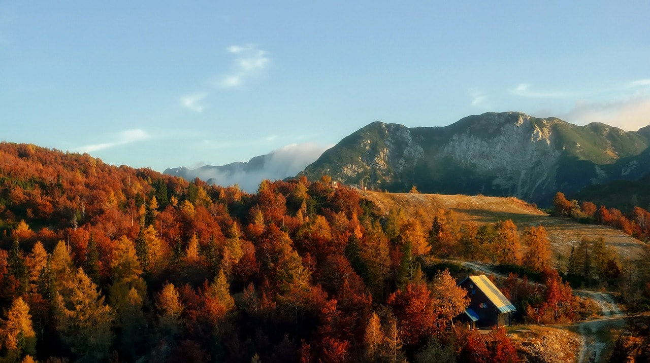Un vol Slovénie pas cher avec Algofly illustré par une forêt d'arbres marquée par la saison d'automne. 