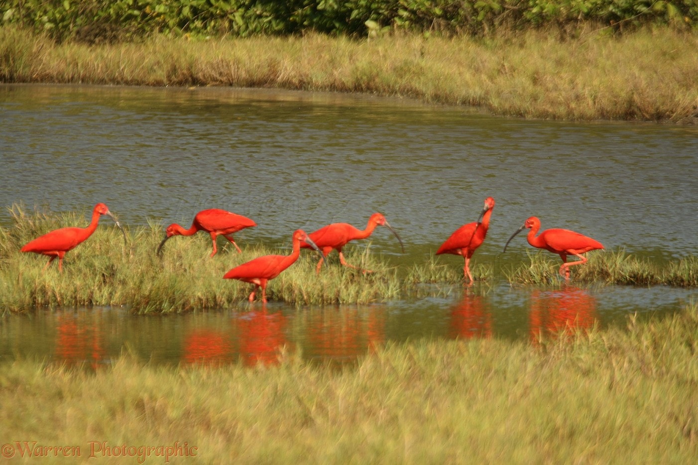 Un vol Trinité et Tobago pas cher avec Algofly illustré par six ibis rouge cherchant à manger dans un marais.