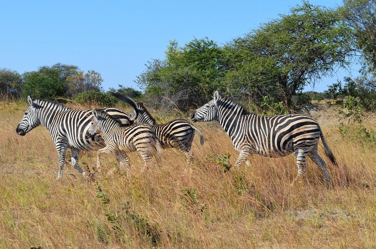 Un vol Zimbabwe pas cher avec Algofly illustré par une famille de zèbres détalant dans la savane.